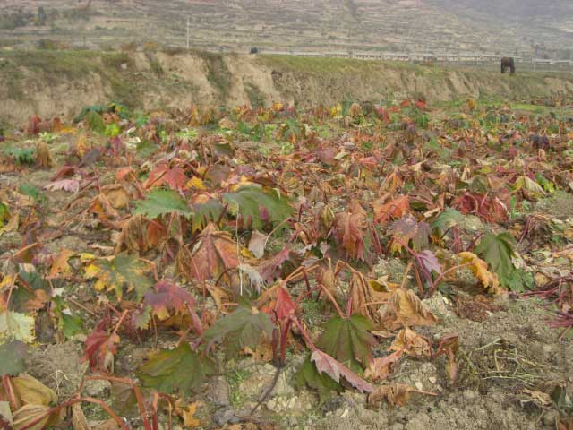 宕昌縣再次組織人員檢查“幸福工程”項目實施情況 2.jpg