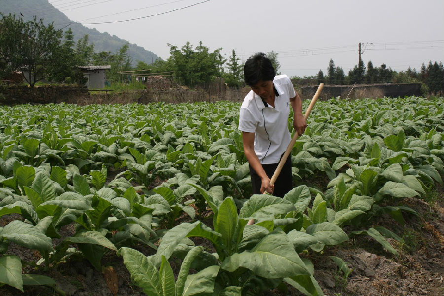 堅韌的母親--莊元英 2.jpg