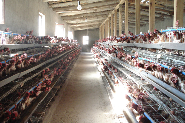 幸福花開飄如云 2.jpg