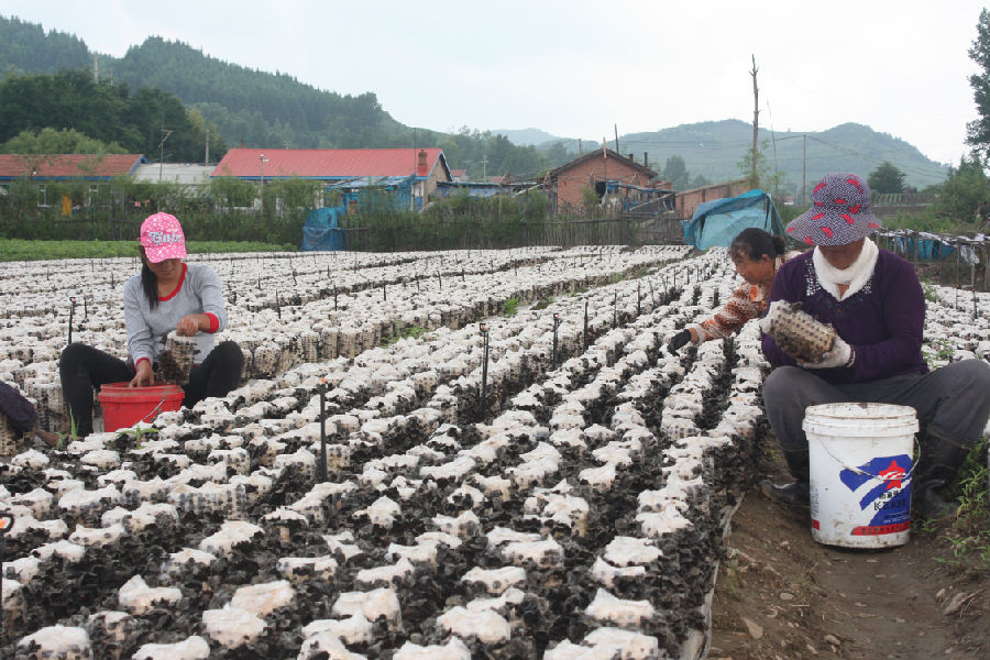 萬興村幸福工程項目點木耳豐收,受助母親正滿懷喜悅采摘木耳
