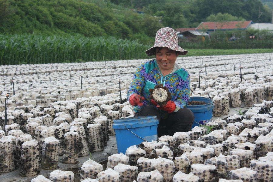 受助母親李光英正在高興地收獲木耳
