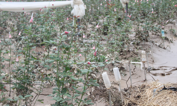 国家幸福工程元山村花卉种植基地在洪灾中损失惨重