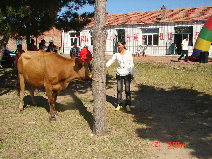 投放给幸福工程母亲基础母牛