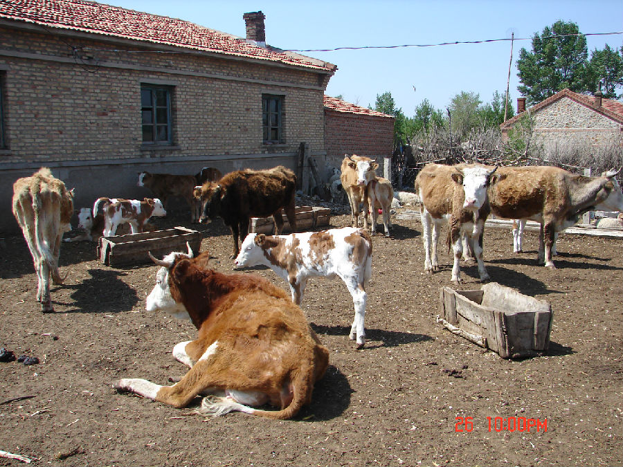 幸福工程家庭的牛群