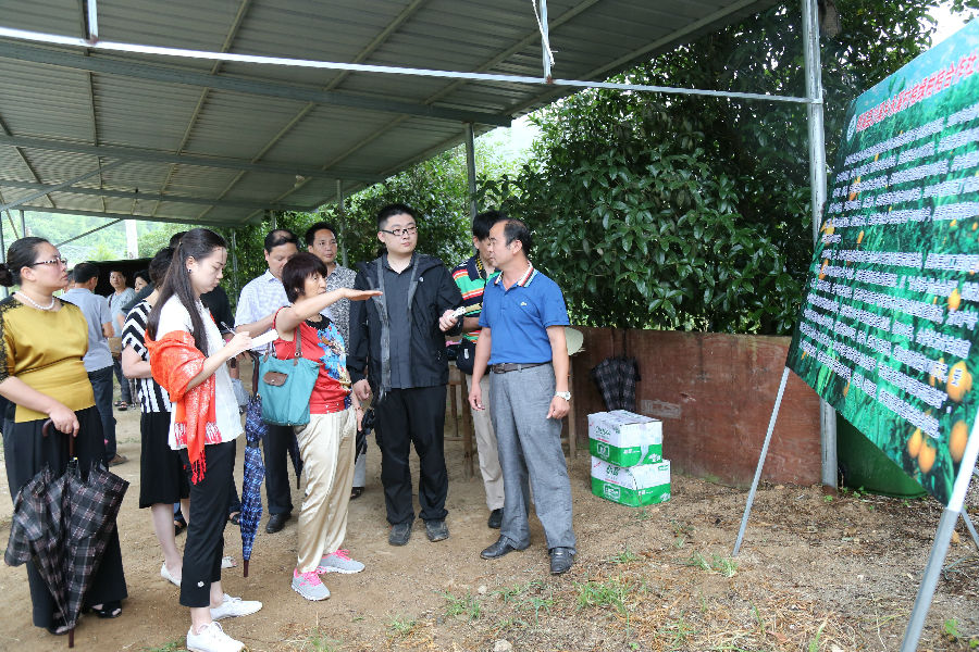 考察组一行在明溪县沙溪乡桔绿柑桔合作社调研