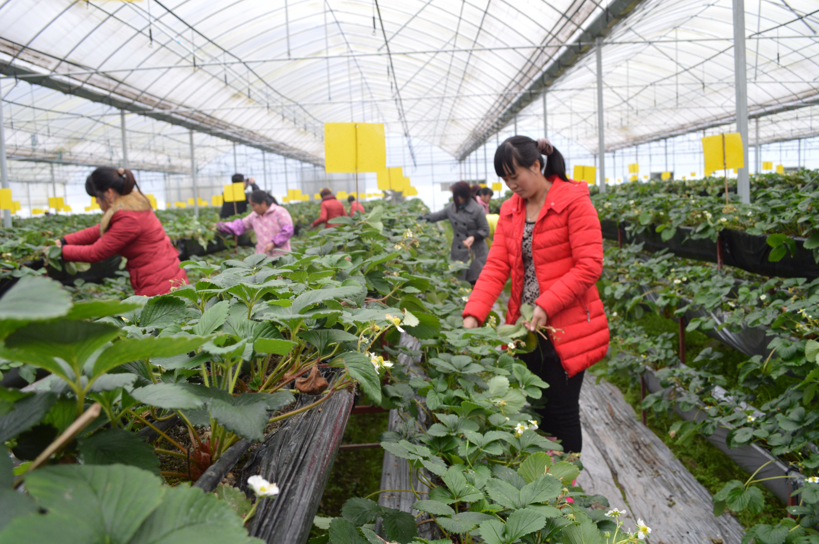 1456808688752367.jpg 1456808688752367.jpg