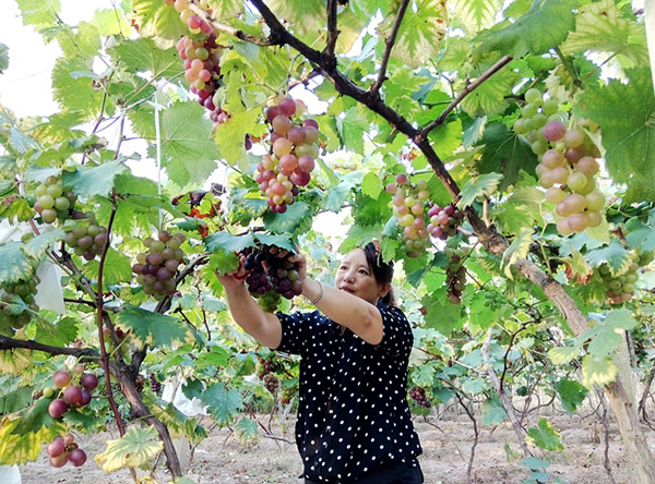 1469580668123079.jpg 連城縣計(jì)生協(xié)會(huì)扶持受災(zāi)戶恢復(fù)災(zāi)后生產(chǎn)得豐收_副本.jpg