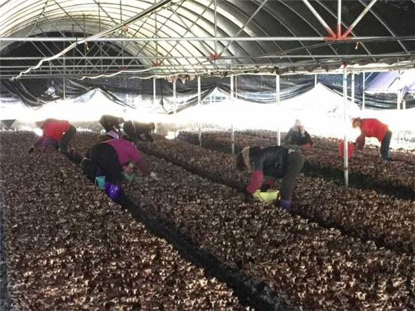 1481774559816226.jpg 1481774559816226.jpg