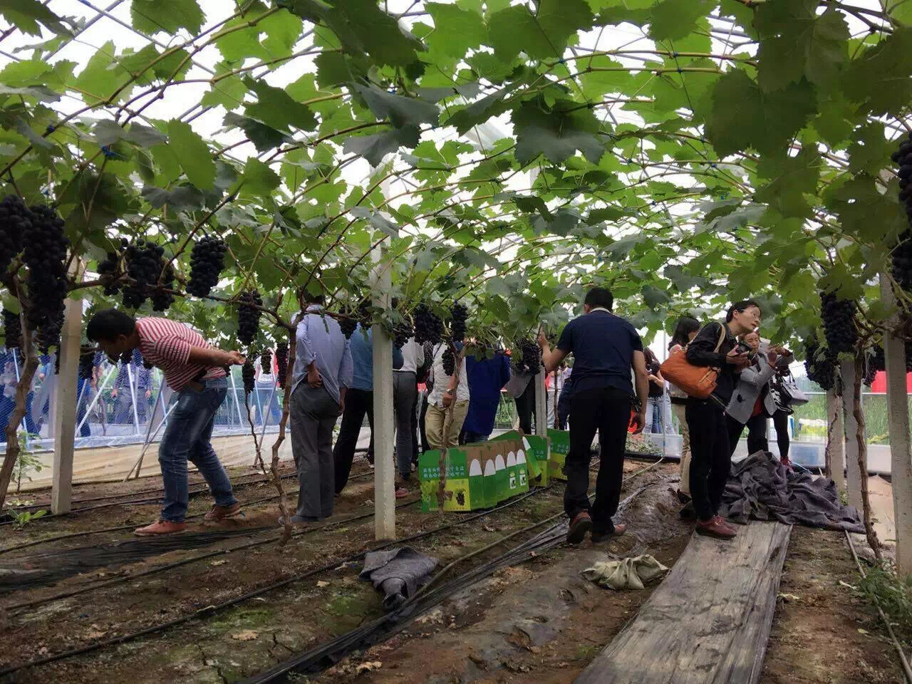 1500956633512121.jpg 1500956633512121.jpg