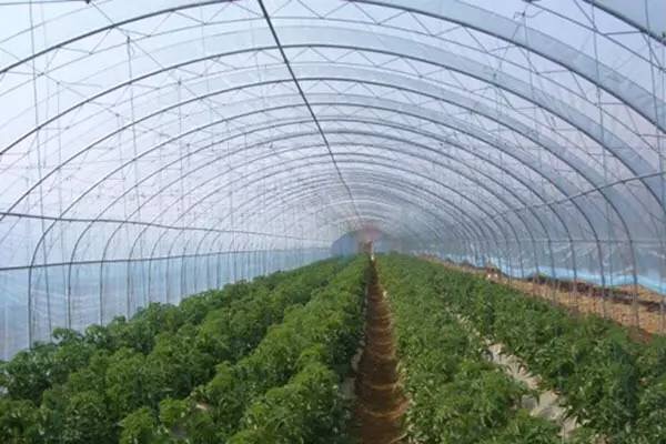 1501382365810761.jpg IMG_2586.JPG