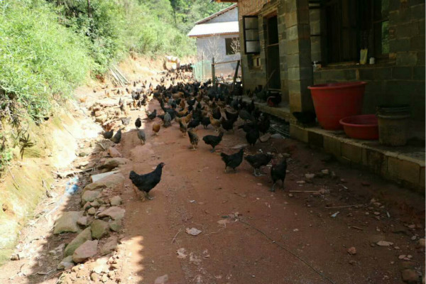 1504070692127464.jpg 生 態 雞_meitu_3.jpg