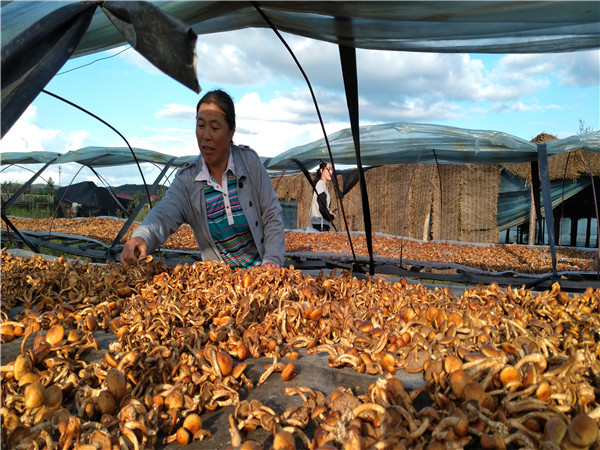 1504667586269249.jpg 受眾母親嚴秀芝在翻整剛采摘晾曬在滑子菇.jpg