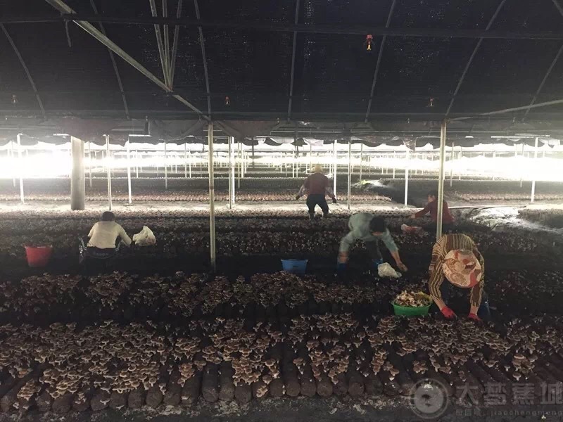 1508040467129715.jpg IMG_0200.JPG