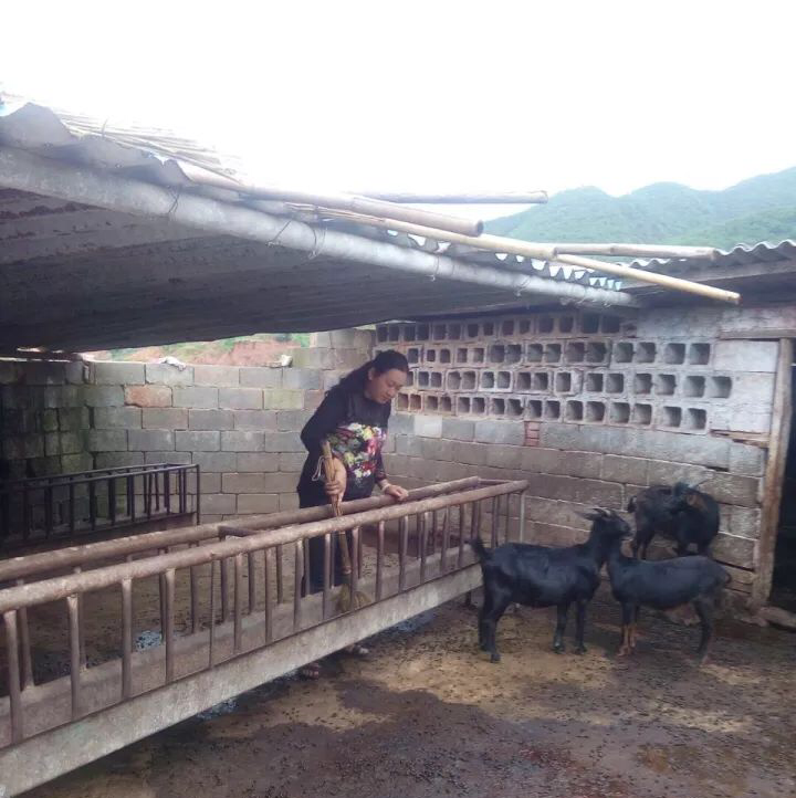 1508584123398259.png IMG_0221.PNG