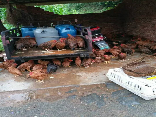 1513322751129190.jpg 被洪水淹的雞.jpg