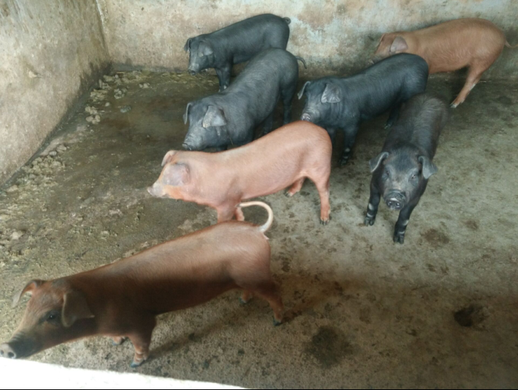 1518422320967139.png 4.png