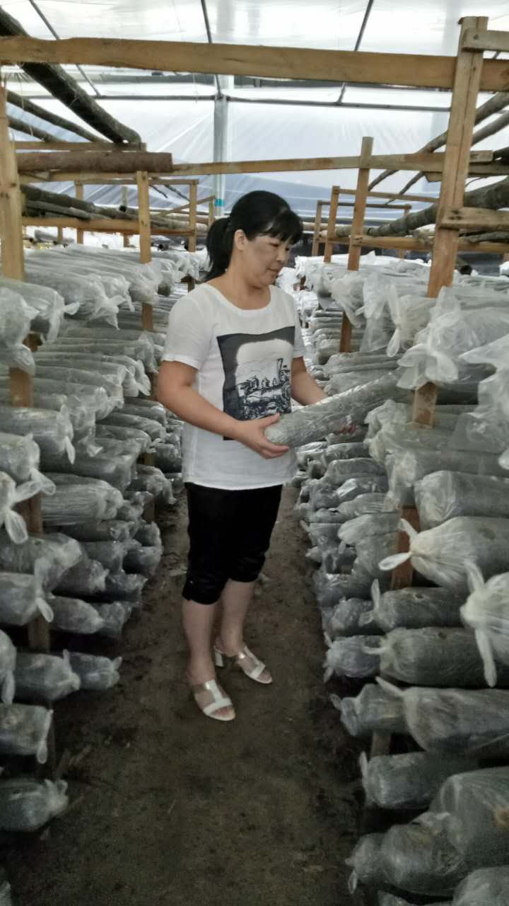 1522371414140012.jpg 羅源縣霍口鄉2016年幸福工程受助母親張柳欽在菇棚檢查菌菇生長情況.JPG