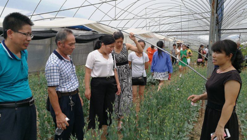 1554194262133037.jpg 李金紅農場接待前來學習參觀的花農照.jpg