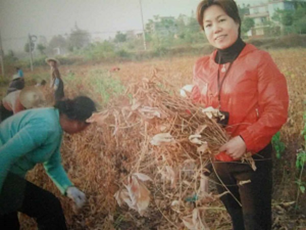 蘭愛珍 工作照二(蘭愛珍理事長帶領合作社黨團員幫助貧困戶收割大豆).jpg