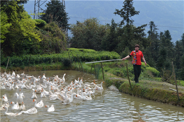 1582767314759510.jpg 6蕉城區“鄉村優秀致富帶頭人”傅巧斌致富路越走越寬廣,眾“鵝”曲項向天歌,越唱越紅火。.jpg