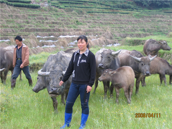 1582767319183530.jpg 2傅巧斌擁有水牛18只,年收入2萬多元,成為該鎮第一大養牛大戶.jpg