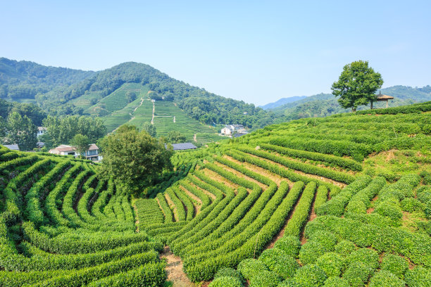 1603336789170491.jpg 1霍童鎮計生協會大力推行“公司(合作社)+基地+計生母親”幸福工程產業化幫扶模式,扶持群眾發展特色高山茶產業.jpg